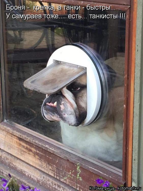 Броня - крепка, а танки - быстры... У самураев тоже.... есть... танкисты !!!... Котоматрица: Броня - крепка, а танки - быстры... У самураев тоже.... есть... танкисты !!!