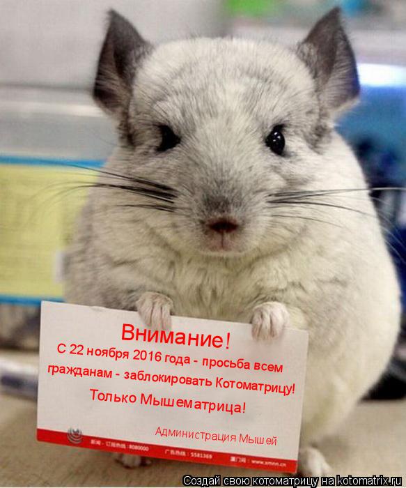 Внимание! Только Мышематрица! Администрация Мышей гражданам - заблокировать Котоматрицу! С 22 ноября ... Котоматрица: Внимание! Только Мышематрица! Администрация Мышей гражданам - заблокировать Котоматрицу! С 22 ноября 2016 года - просьба всем