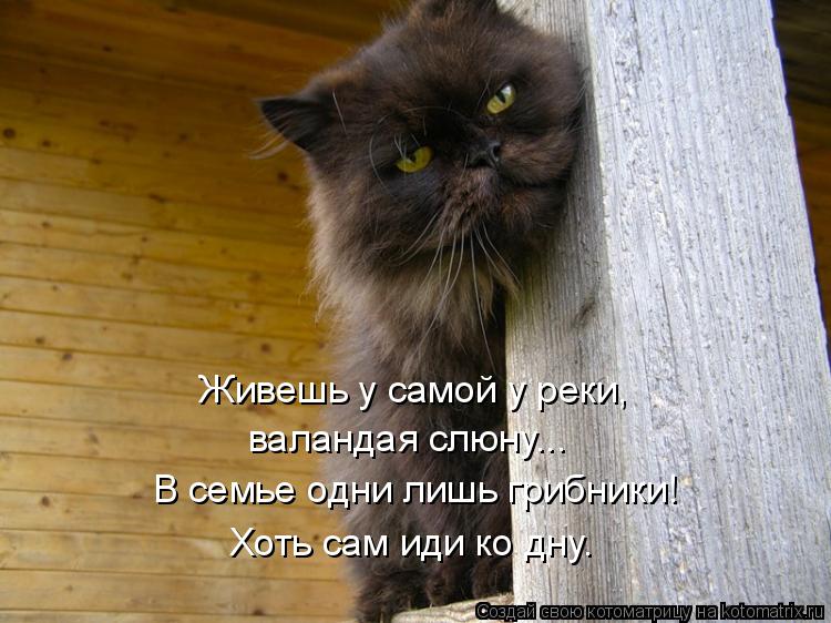 Котоматрица: Живешь у самой у реки, валандая слюну... В семье одни лишь грибники! Хоть сам иди ко дну.