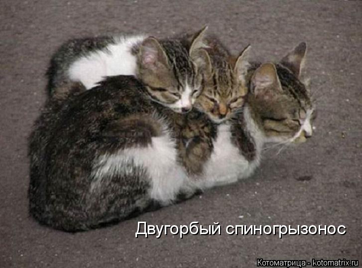 Двугорбый спиногрызонос... Котоматрица: Двугорбый спиногрызонос