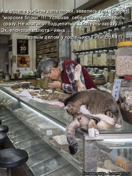 А в отделе рыбном дела плохи, завелись там, говорят.. "морские блохи" !!!. Услыхав, себя решил прове... Котоматрица: А в отделе рыбном дела плохи, завелись там, говорят.. "морские блохи" !!!. Услыхав, себя решил проверить... сразу. Не хватало "подцепить" ... болез