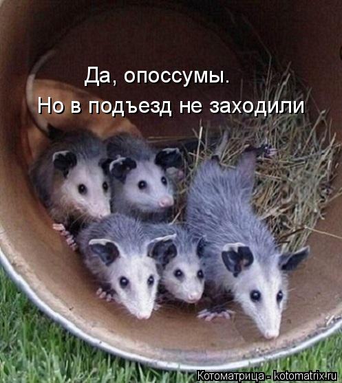 Да, опоссумы. Но в подъезд не заходили... Котоматрица: Да, опоссумы. Но в подъезд не заходили