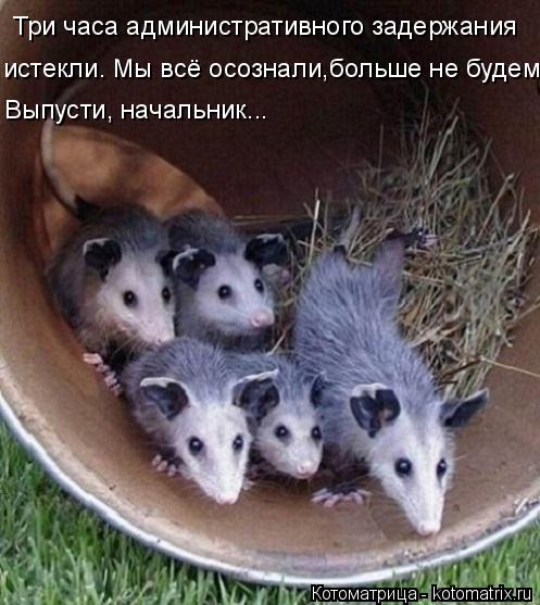 Три часа административного задержания истекли. Мы всё осознали,больше не будем Выпусти, начальник...... Котоматрица: Три часа административного задержания истекли. Мы всё осознали,больше не будем Выпусти, начальник...