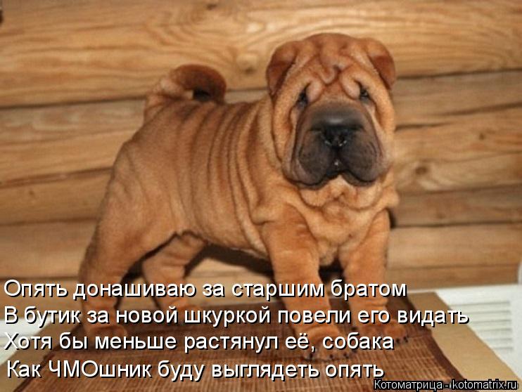 Опять донашиваю за старшим братом В бутик за новой шкуркой повели его видать Хотя бы меньше растянул ... Котоматрица: Опять донашиваю за старшим братом В бутик за новой шкуркой повели его видать Хотя бы меньше растянул её, собака Как ЧМОшник буду выглядеть