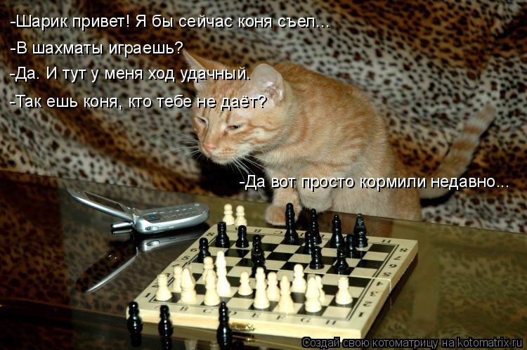 -Шарик привет! Я бы сейчас коня съел... -В шахматы играешь? -Да. И тут у меня ход удачный. -Так ешь к... Котоматрица: -Шарик привет! Я бы сейчас коня съел... -В шахматы играешь? -Да. И тут у меня ход удачный. -Так ешь коня, кто тебе не даёт? -Да вот просто кормили н