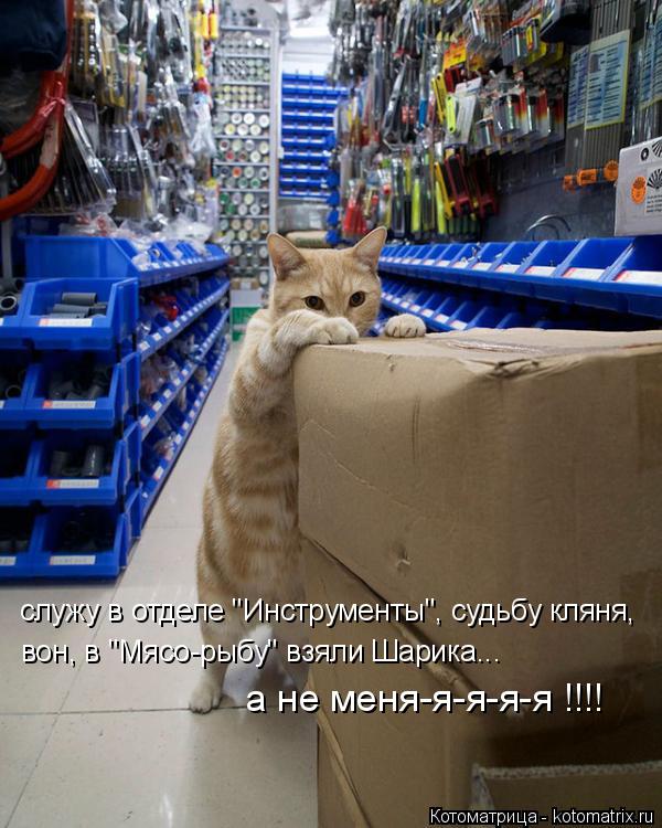 служу в отделе "Инструменты", судьбу кляня, вон, в "Мясо-рыбу" взяли Шарика... а не меня-я-я-я-я !!!!... Котоматрица: служу в отделе "Инструменты", судьбу кляня, вон, в "Мясо-рыбу" взяли Шарика... а не меня-я-я-я-я !!!!