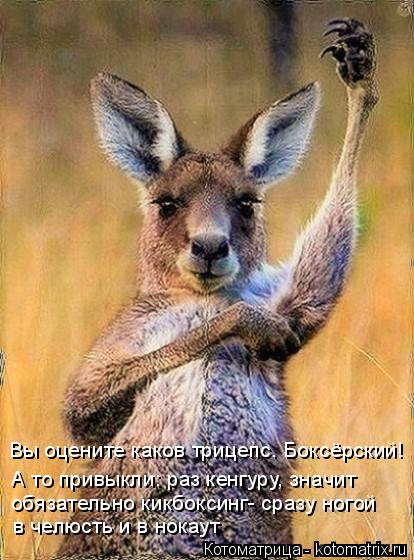 Вы оцените каков трицепс. Боксёрский! А то привыкли: раз кенгуру, значит обязательно кикбоксинг- сраз... Котоматрица: Вы оцените каков трицепс. Боксёрский! А то привыкли: раз кенгуру, значит обязательно кикбоксинг- сразу ногой в челюсть и в нокаут