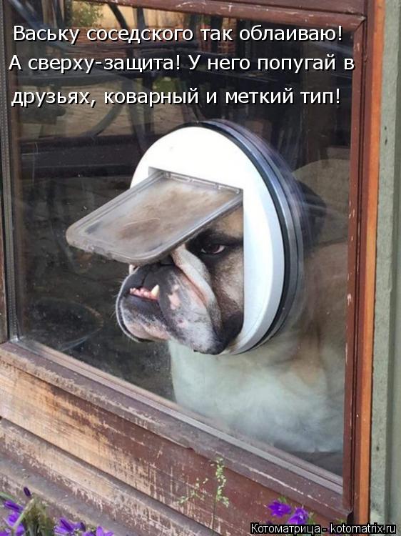 Ваську соседского так облаиваю! друзьях, коварный и меткий тип! А сверху-защита! У него попугай в... Котоматрица: Ваську соседского так облаиваю! друзьях, коварный и меткий тип! А сверху-защита! У него попугай в