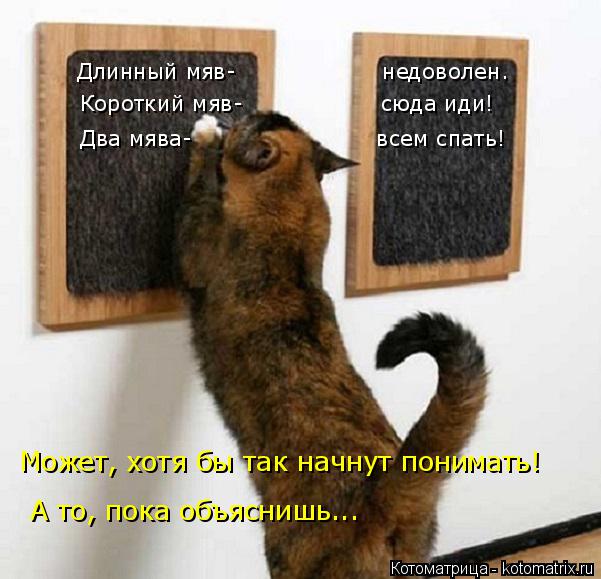 Длинный мяв- недоволен. Короткий мяв- сюда иди! Два мява- ... Котоматрица: Длинный мяв- недоволен. Короткий мяв- сюда иди! Два мява- всем спать! Может, хотя бы так начнут понимать! А то,