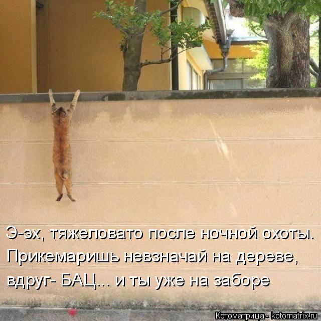 Э-эх, тяжеловато после ночной охоты. вдруг- БАЦ... и ты уже на заборе Прикемаришь невзначай на дереве... Котоматрица: Э-эх, тяжеловато после ночной охоты. вдруг- БАЦ... и ты уже на заборе Прикемаришь невзначай на дереве,