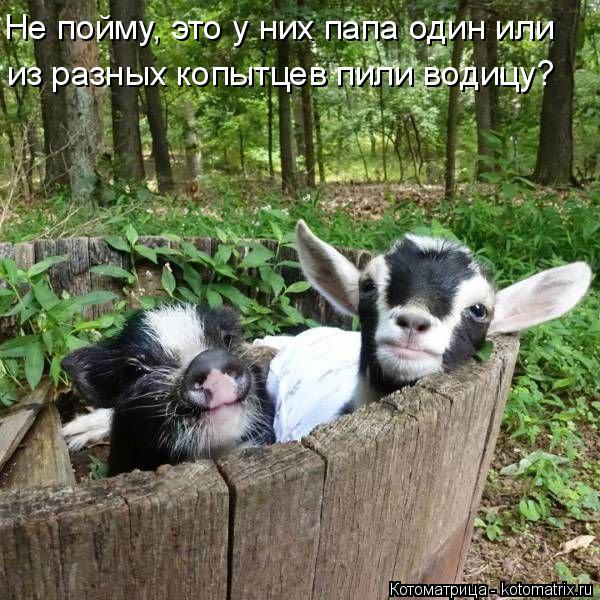 Не пойму, это у них папа один или из разных копытцев пили водицу?... Котоматрица: Не пойму, это у них папа один или из разных копытцев пили водицу?