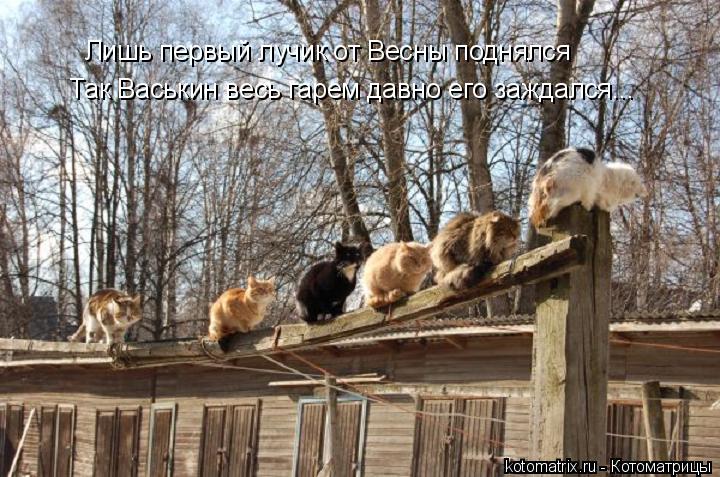 Лишь первый лучик от Весны поднялся Так Васькин весь гарем давно его заждался...... Котоматрица: Лишь первый лучик от Весны поднялся Так Васькин весь гарем давно его заждался...