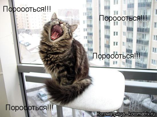 Пороооться!!! Пороооться!!! Пороооться!!! Пороооться!!!... Котоматрица: Пороооться!!! Пороооться!!! Пороооться!!! Пороооться!!!