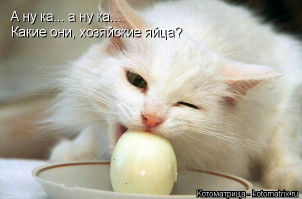 А ну ка... а ну ка... Какие они, хозяйские яйца?... Котоматрица: А ну ка... а ну ка... Какие они, хозяйские яйца?