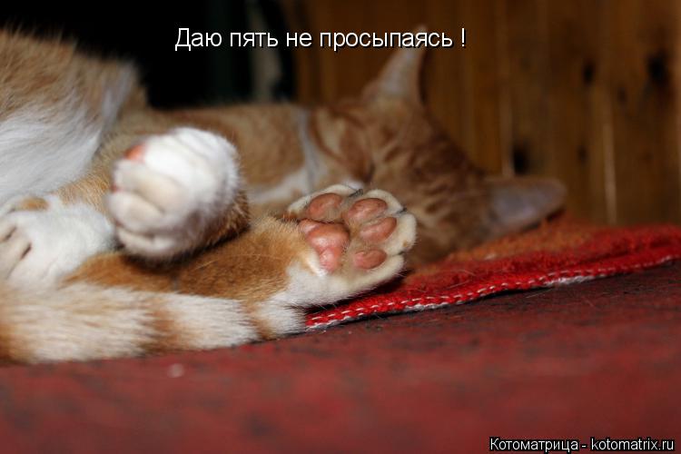 Даю пять не просыпаясь !... Котоматрица: Даю пять не просыпаясь !