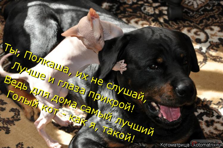 Ты, Полкаша, их не слушай, Лучше и глаза прикрой! Ведь для дома самый лучший Голый кот - как я, такой... Котоматрица: Ты, Полкаша, их не слушай, Лучше и глаза прикрой! Ведь для дома самый лучший Голый кот - как я, такой!