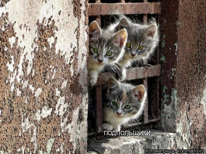 подпольщики... Котоматрица: подпольщики