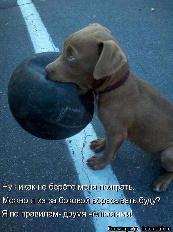 Можно я из-за боковой вбрасывать буду? Ну никак не берёте меня поиграть... Я по правилам- двумя челюс... Котоматрица: Можно я из-за боковой вбрасывать буду? Ну никак не берёте меня поиграть... Я по правилам- двумя челюстями!