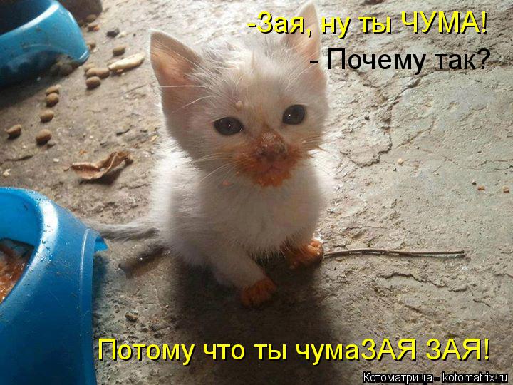-Зая, ну ты ЧУМА! - Почему так? Потому что ты чумаЗАЯ ЗАЯ!... Котоматрица: -Зая, ну ты ЧУМА! - Почему так? Потому что ты чумаЗАЯ ЗАЯ!