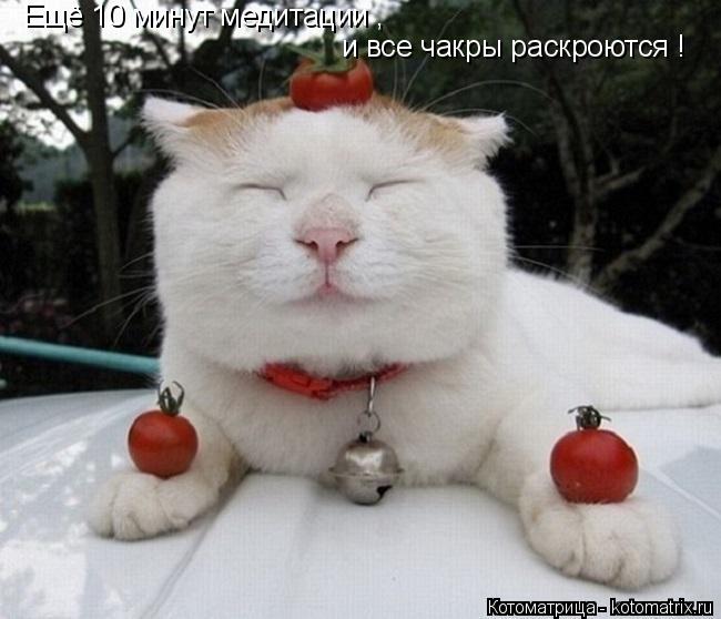 Котоматрица: Свежак