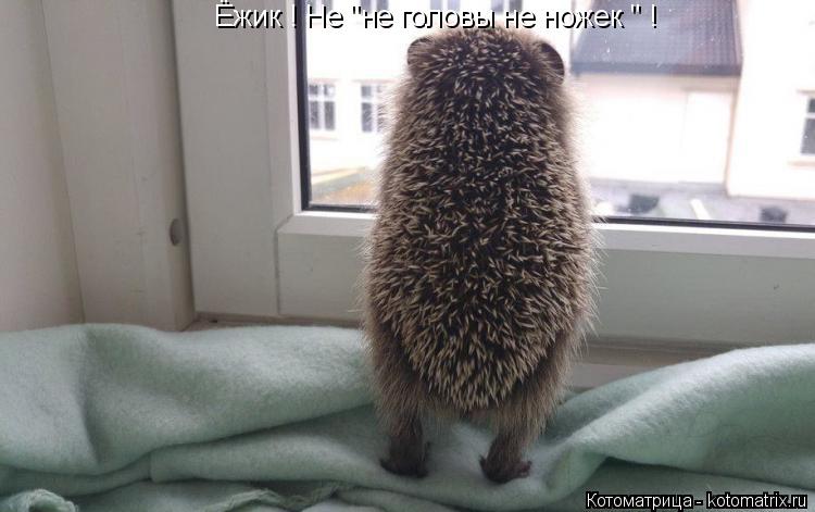 Ёжик ! Не "не головы не ножек " !... Котоматрица: Ёжик ! Не "не головы не ножек " !