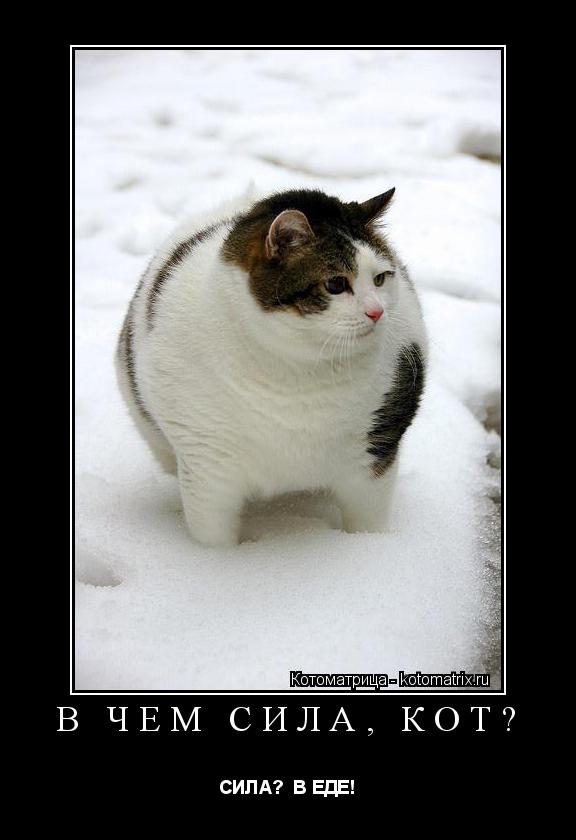 В ЧЕМ СИЛА, КОТ? СИЛА? В ЕДЕ!... Котоматрица: В ЧЕМ СИЛА, КОТ? СИЛА? В ЕДЕ!