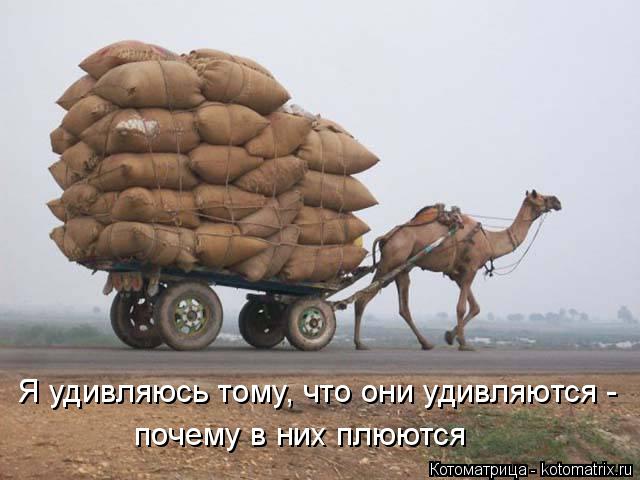 Я удивляюсь тому, что они удивляются - почему в них плюются... Котоматрица: Я удивляюсь тому, что они удивляются - почему в них плюются