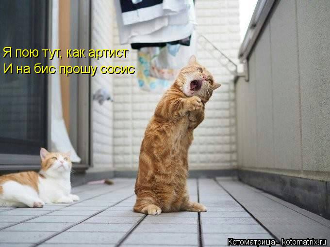 Я пою тут, как артист И на бис прошу сосис... Котоматрица: Я пою тут, как артист И на бис прошу сосис