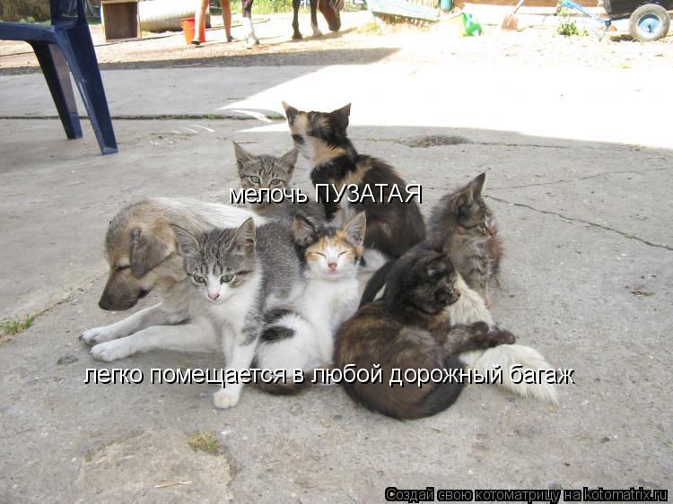 мелочь ПУ3АТАЯ легко помещается в любой дорожный багаж... Котоматрица: мелочь ПУ3АТАЯ легко помещается в любой дорожный багаж