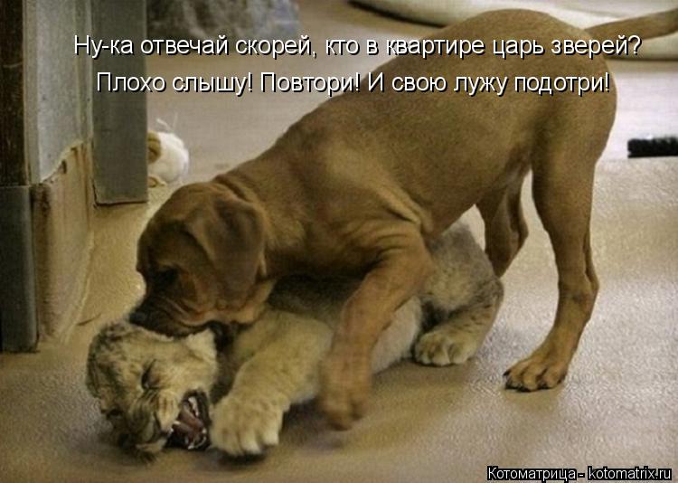 Ну-ка отвечай скорей, кто в квартире царь зверей? Плохо слышу! Повтори! И свою лужу подотри!... Котоматрица: Ну-ка отвечай скорей, кто в квартире царь зверей? Плохо слышу! Повтори! И свою лужу подотри!