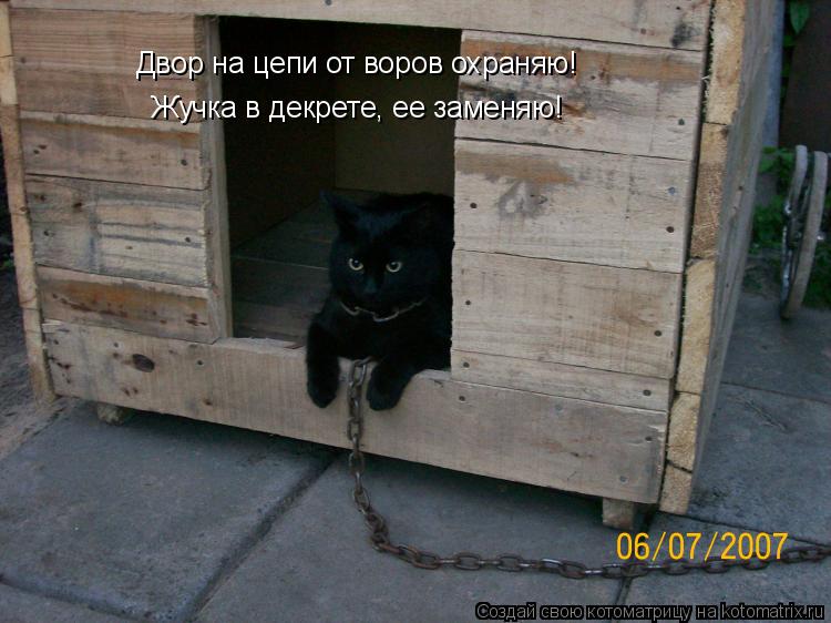 Жучка в декрете, ее заменяю! Двор на цепи от воров охраняю!... Котоматрица: Жучка в декрете, ее заменяю! Двор на цепи от воров охраняю!