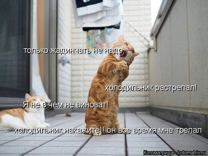 только жадинчать не надо, холодильник растрепал! Я не в чем не виноват! взял сосиску на минутку хол... Котоматрица: только жадинчать не надо, холодильник растрепал! Я не в чем не виноват! взял сосиску на минутку холодильник накажите!! он все время мне треп