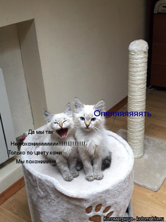 Да мы так Не похожииииииии!!!!!!!!!!!!!!! Только по цвету кожи Мы похожиииии Опяяяяяяяять... Котоматрица: Да мы так Не похожииииииии!!!!!!!!!!!!!!! Только по цвету кожи Мы похожиииии Опяяяяяяяять