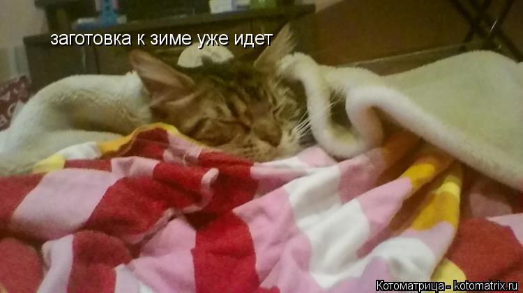 заготовка к зиме уже идет заготовка к зиме уже идет... Котоматрица: заготовка к зиме уже идет заготовка к зиме уже идет