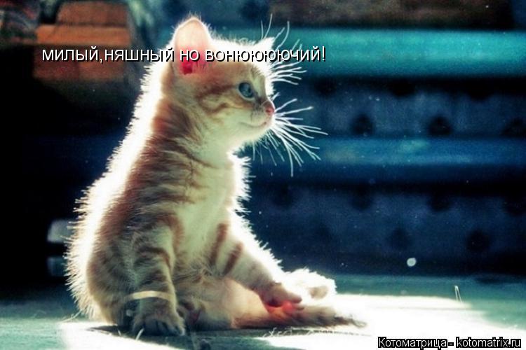 милый,няшный но вонюююючий! милый,няшный но вонюююючий!... Котоматрица: милый,няшный но вонюююючий! милый,няшный но вонюююючий!