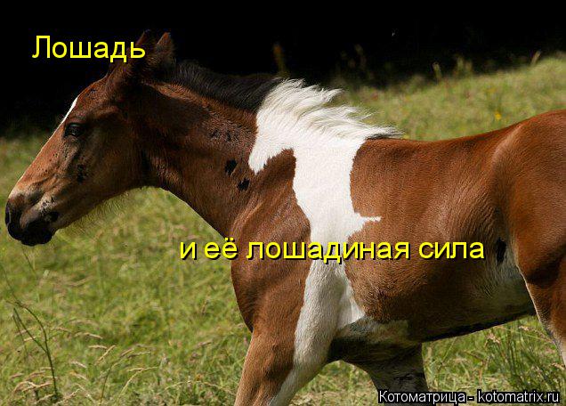 Котоматрица: Лошадь и её лошадиная сила