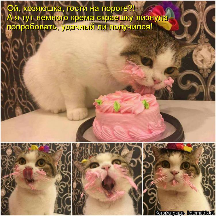 Ой, хозяюшка, гости на пороге?! А я тут немного крема скраешку лизнула - попробовать, удачный ли пол... Котоматрица: Ой, хозяюшка, гости на пороге?! А я тут немного крема скраешку лизнула - попробовать, удачный ли получился!