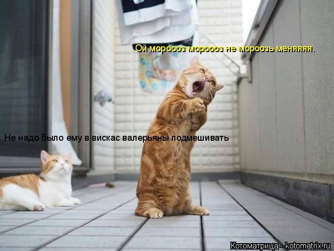 Ой мороооз мороооз не мороозь меняяяя. Не надо было ему в вискас валерьяны подмешивать... Котоматрица: Ой мороооз мороооз не мороозь меняяяя. Не надо было ему в вискас валерьяны подмешивать