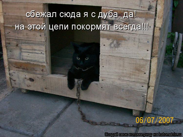 на этой цепи покормят всегда!!! сбежал сюда я с дуба, да!... Котоматрица: на этой цепи покормят всегда!!! сбежал сюда я с дуба, да!