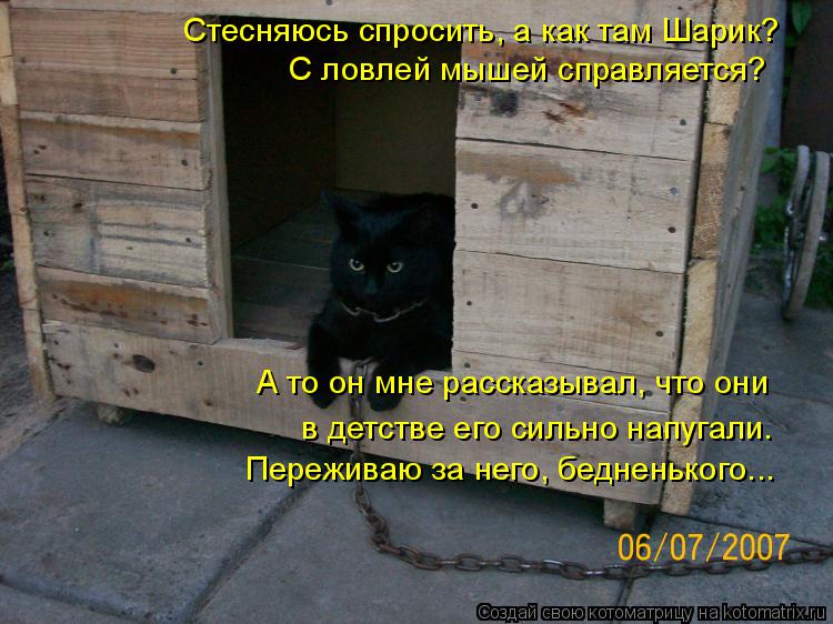 Стесняюсь спросить, а как там Шарик? С ловлей мышей справляется? А то он мне рассказывал, что они в ... Котоматрица: Стесняюсь спросить, а как там Шарик? С ловлей мышей справляется? А то он мне рассказывал, что они в детстве его сильно напугали. Переживаю за