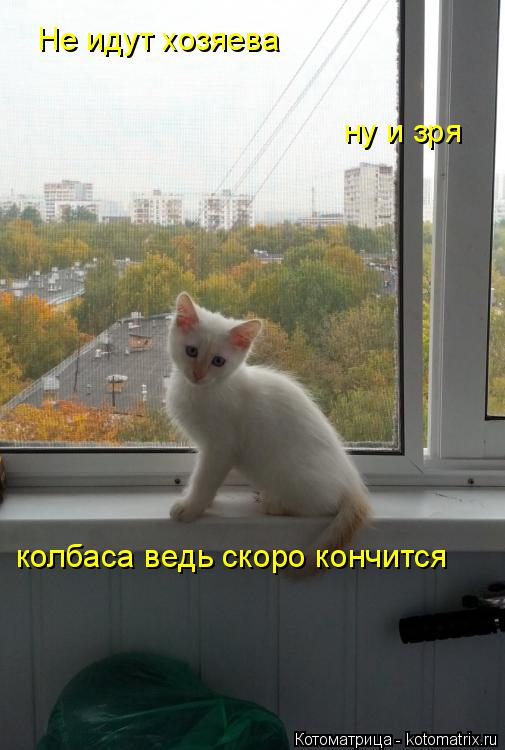 Не идут хозяева ну и зря колбаса ведь скоро кончится... Котоматрица: Не идут хозяева ну и зря колбаса ведь скоро кончится