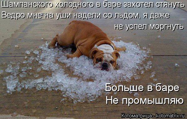 Больше в баре Не промышляю Ведро мне на уши надели со льдом, я даже не успел моргнуть Шампанского хол... Котоматрица: Больше в баре Не промышляю Ведро мне на уши надели со льдом, я даже не успел моргнуть Шампанского холодного в баре захотел стянуть