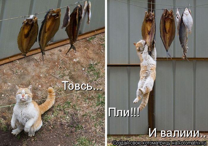 Товсь... Пли!!! И валиии....... Котоматрица: Товсь... Пли!!! И валиии....