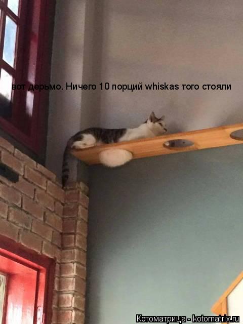вот дерьмо. Ничего 10 порций whiskas того стояли... Котоматрица: вот дерьмо. Ничего 10 порций whiskas того стояли