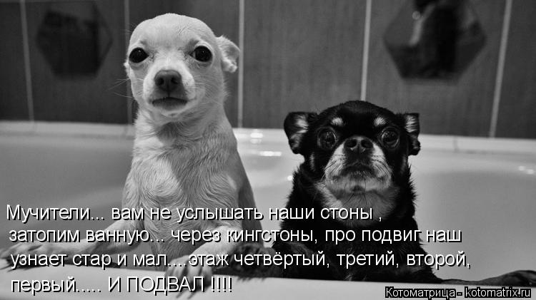 Котоматрица: Мучители... вам не услышать наши стоны , затопим ванную... через кингстоны, про подвиг наш узнает стар и мал....этаж четвёртый, третий, второй,  п