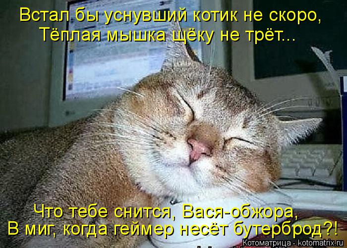 Встал бы уснувший котик не скоро, Тёплая мышка щёку не трёт... Что тебе снится, Вася-обжора, В миг, к... Котоматрица: Встал бы уснувший котик не скоро, Тёплая мышка щёку не трёт... Что тебе снится, Вася-обжора, В миг, когда геймер несёт бутерброд?!