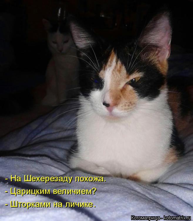 - На Шехерезаду похожа. - Царицким величием? - Шторками на личике.... Котоматрица: - На Шехерезаду похожа. - Царицким величием? - Шторками на личике.