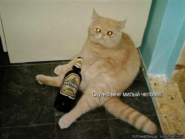 Скучно мне милый человек Скучно мне милый человек... Котоматрица: Скучно мне милый человек Скучно мне милый человек