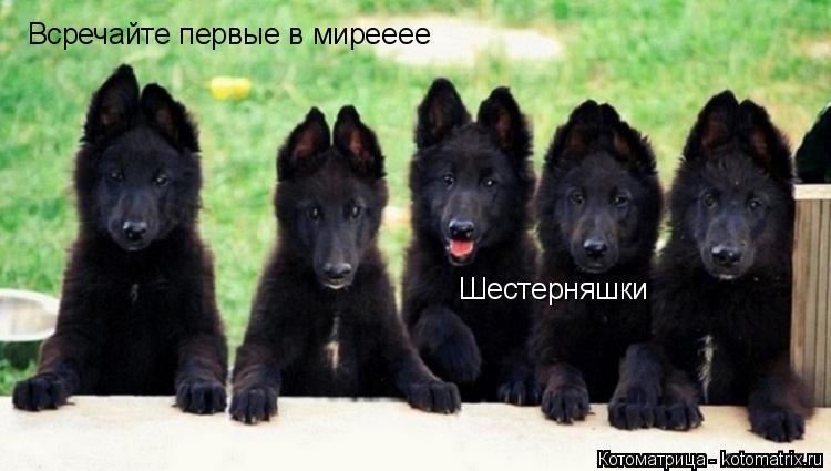 Всречайте первые в мирееее Шестерняшки... Котоматрица: Всречайте первые в мирееее Шестерняшки