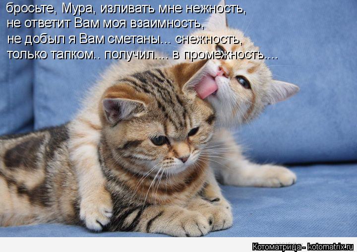 бросьте, Мура, изливать мне нежность, не ответит Вам моя взаимность, не добыл я Вам сметаны... снежно... Котоматрица: бросьте, Мура, изливать мне нежность, не ответит Вам моя взаимность, не добыл я Вам сметаны... снежность, только тапком.. получил.... в промежно